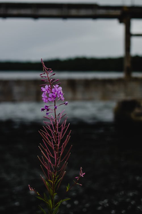 Purple Flower In Bloom
