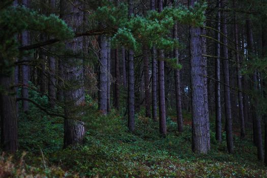 A serene and mysterious forest view capturing tall trees and lush greenery in England's countryside.