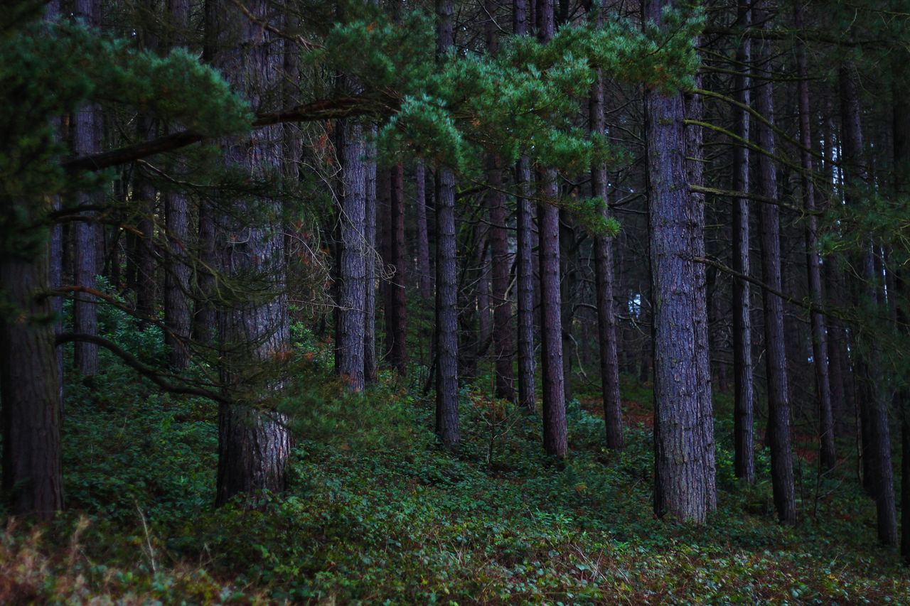 a serene and mysterious forest view capturing tall trees and lush gree