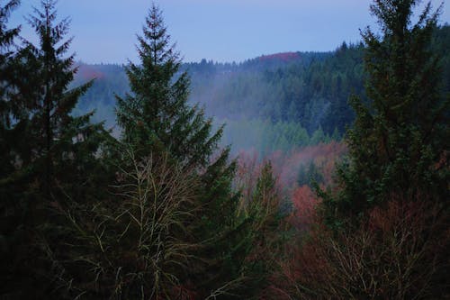 Free stock photo of endor, england, forest