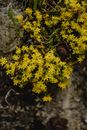 A Goldmoss Stonecrop Flowering Plant in The Garden