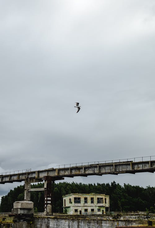 Bezpłatne Czarny Ptak Lecący Nad Mostem Zdjęcie z galerii