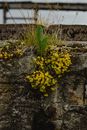 Wild Plants Growing on Concrete Cracks