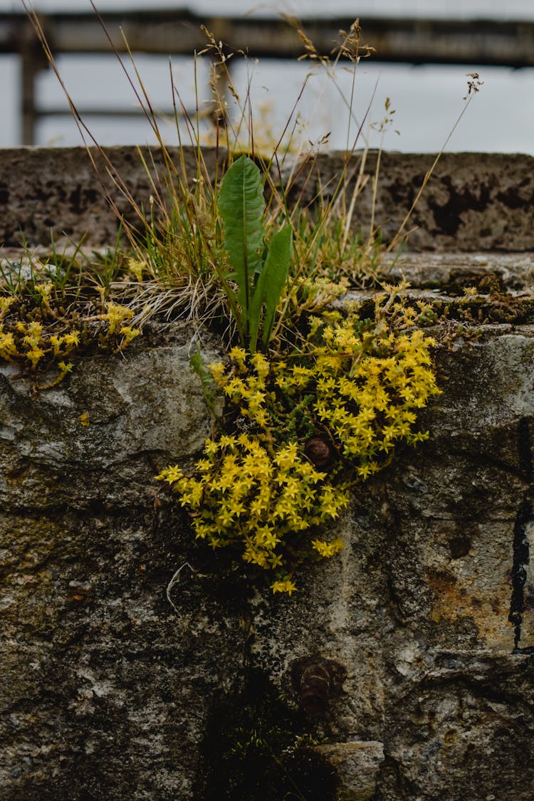 Wild Plants Growing On Concrete Cracks