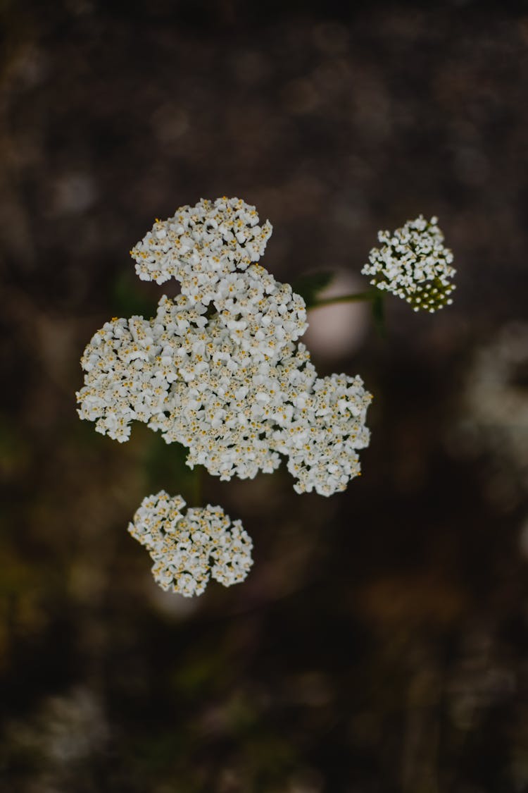 Overhead Shot Of White Yarrow Flowers