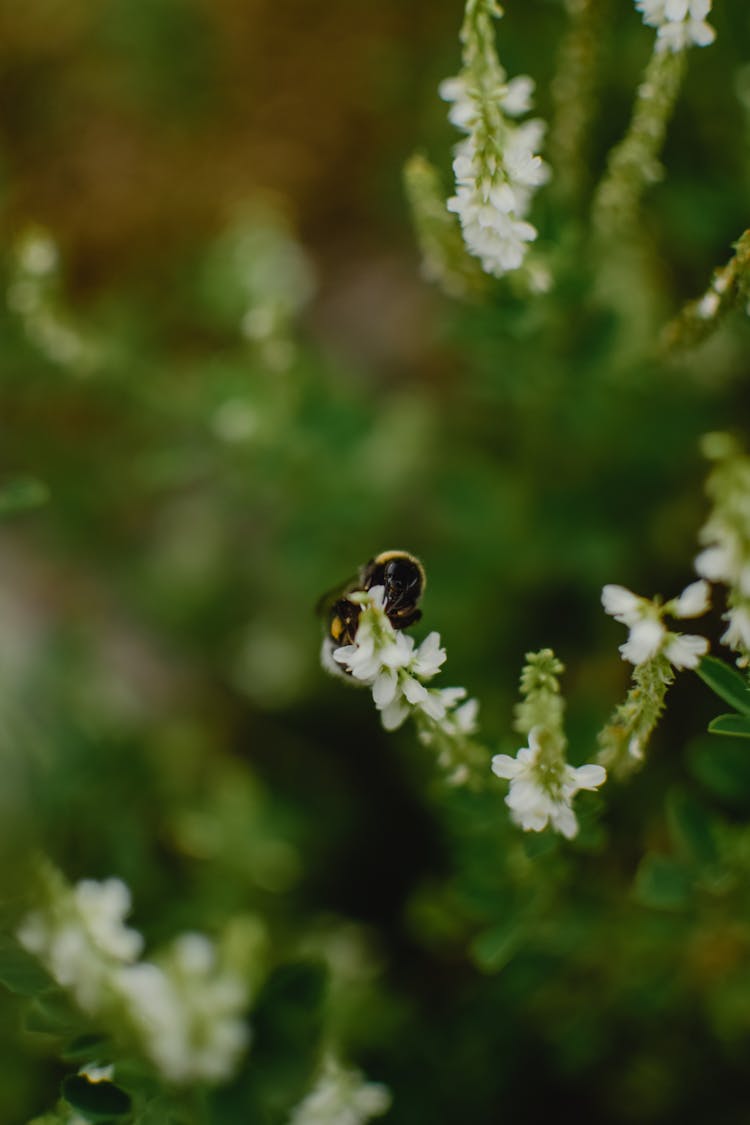 Bee On White Sweetclover Flower 