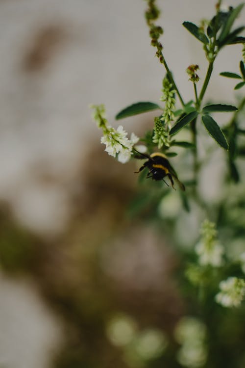 Soft Focus of White Flowers