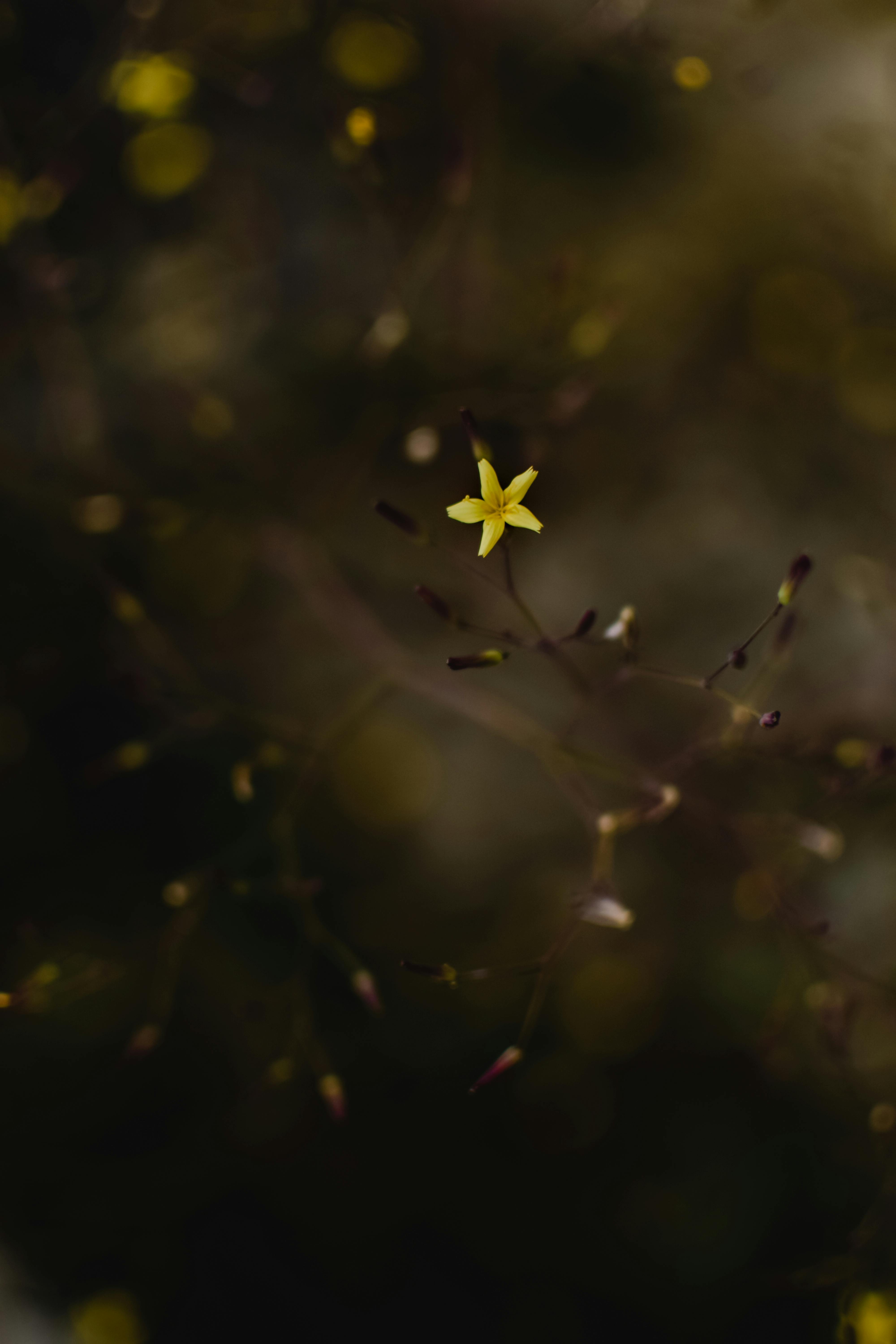 A single star-shaped yellow flower with buds on a blurred dark background, showcasing nature's subtle beauty.