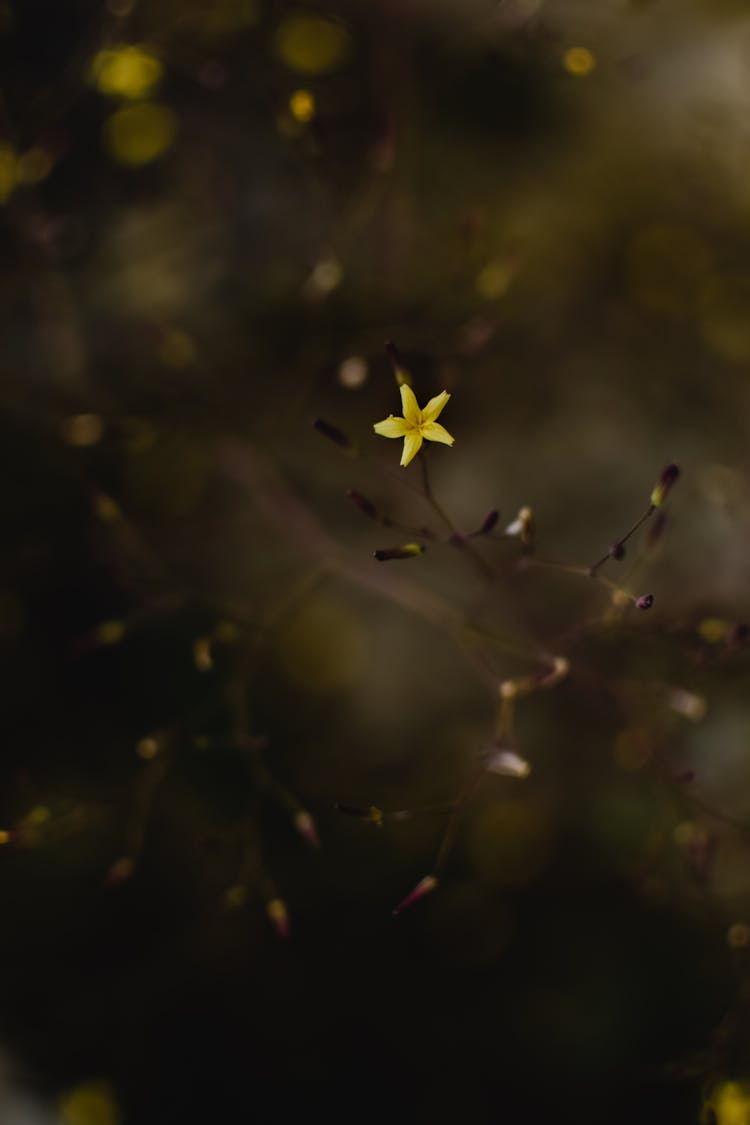 Close-up Shot Of A Star Shape Yellow Flower