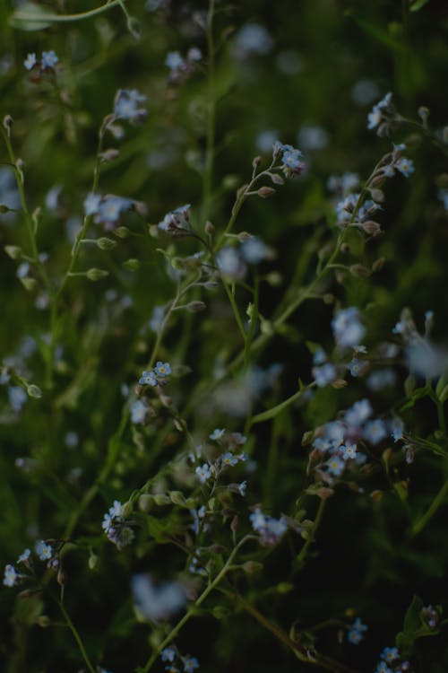 Soft Focus of Blue Flower 