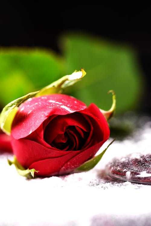 Gratis Fotos de stock gratuitas de brotar, delicado, flor roja Foto de stock