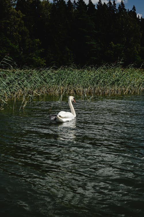 A Mute Swan Swimming on Water