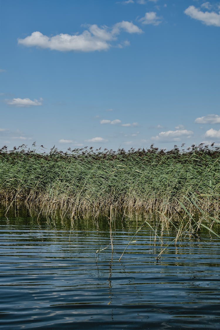 Photo Of A Mangrove Swamp