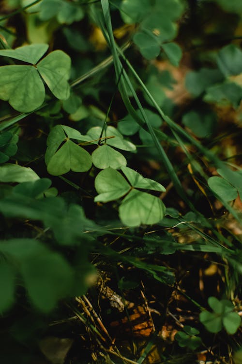 Free Four-Leaf Clover Plant in Close-Up Photography  Stock Photo