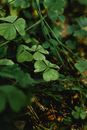 Green Leaves Plant