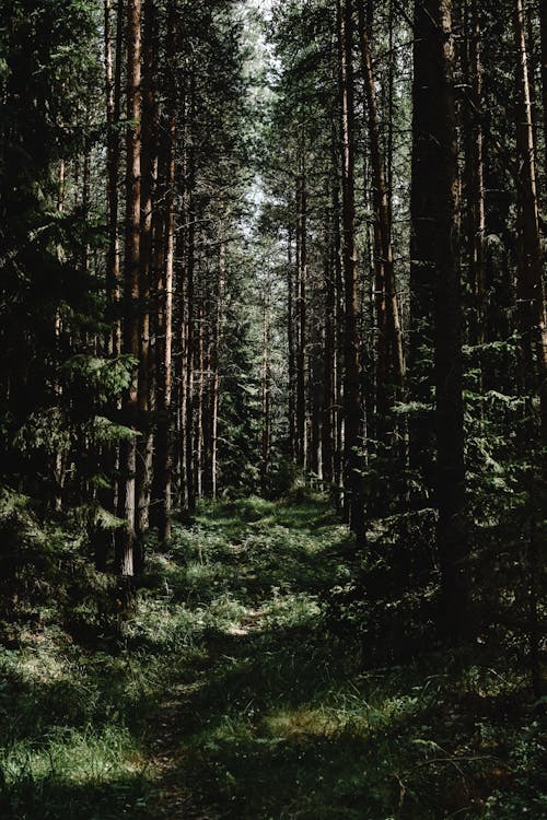 ağaçlar, ara, asfaltsız yol içeren Ücretsiz stok fotoğraf