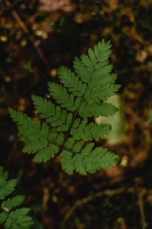 Close-up Photo of Green Leaves 