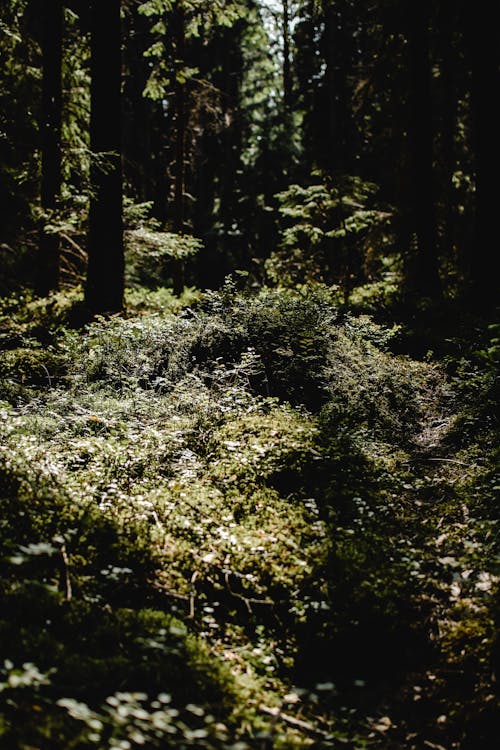 Vines and Bushes Covering the Forest Ground