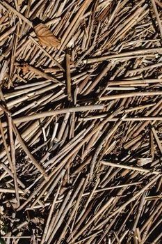 dry twigs brushwood branches