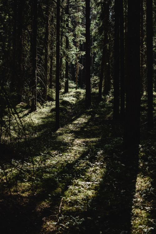 Free Enchanting Finnish forest path with dramatic lighting and lush vegetation. Stock Photo