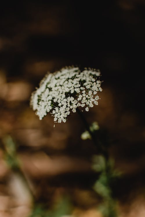 Fiore Bianco In Lente Tilt Shift