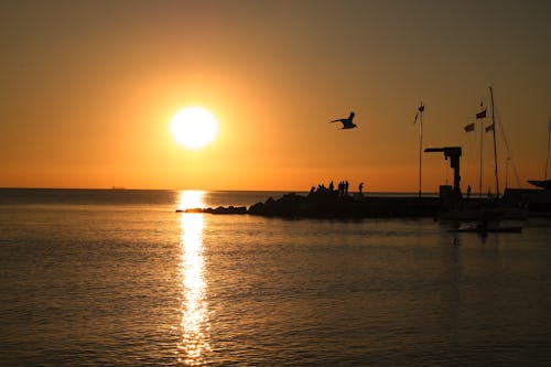 Silhouette D'oiseau Près Du Plan D'eau Au Coucher Du Soleil