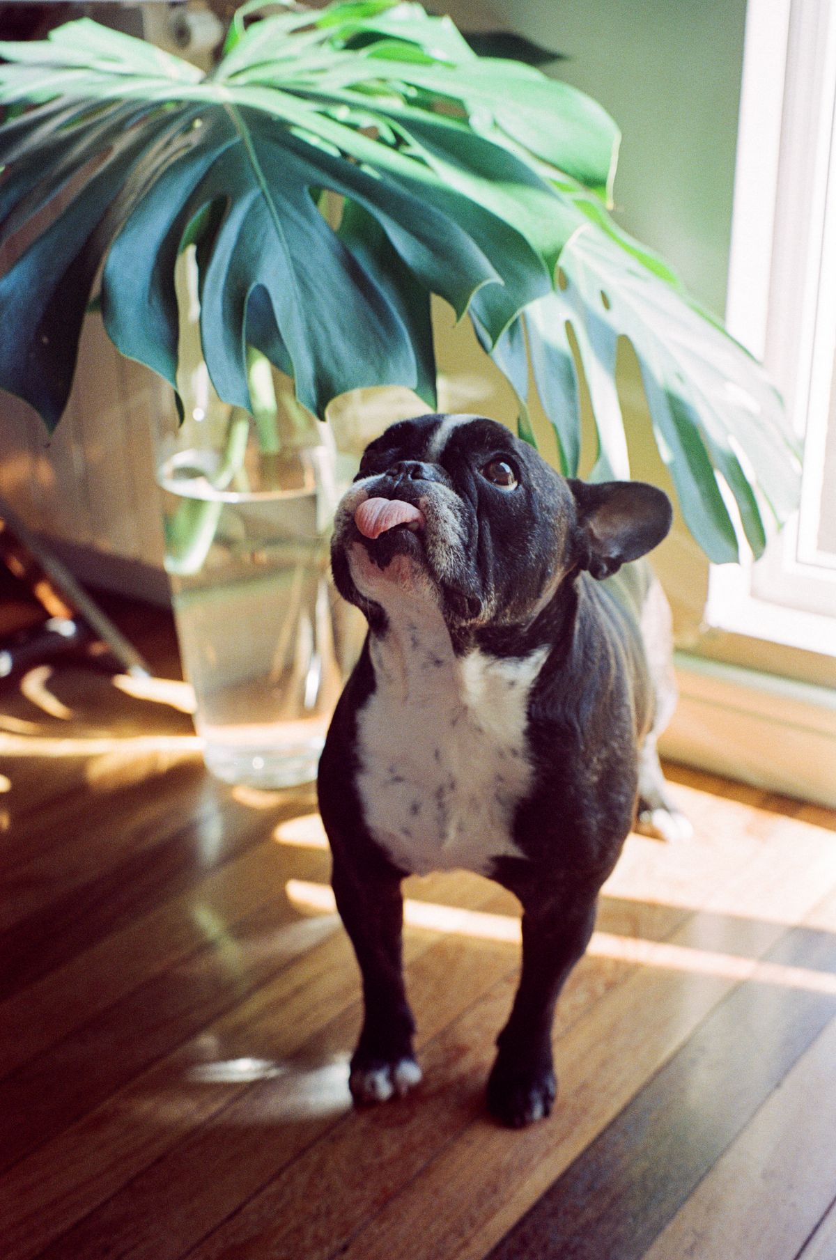 French Bulldog at home during an in-home dog training session in Kankakee County Illinois