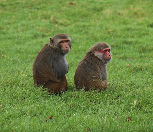 Brown Monkeys Sitting on Green Grass