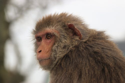 Free Brown Monkey in Close Up Photography Stock Photo