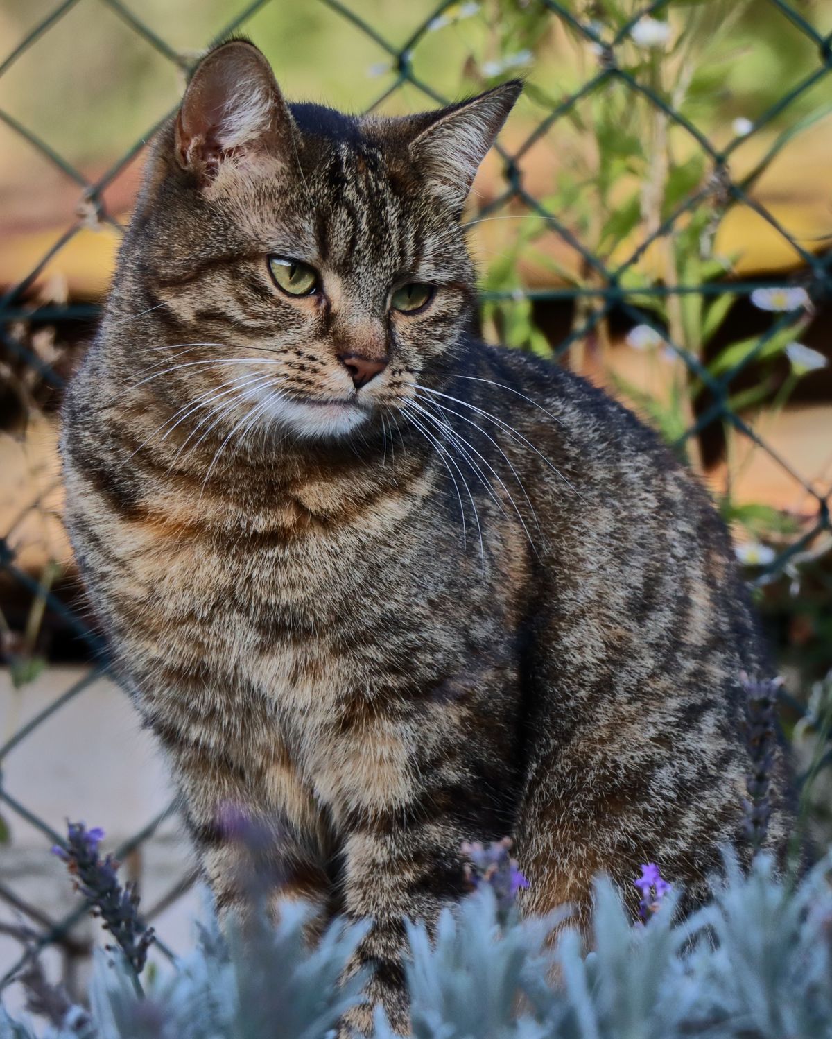 Chat européen tigré brun assis dans un jardin, allure robuste et regard attentif