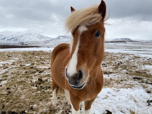 Kostnadsfri bild av däggdjur, djur, djurfotografi