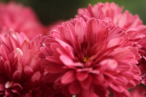 Pink Flower in Tilt Shift Lens