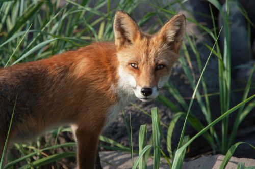 Free A wild red fox staring curiously amidst tall grass in a sunlit outdoor setting. Stock Photo