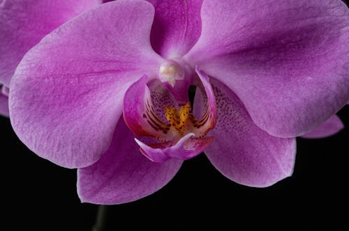 Purple Moth Orchid In Macro Photography