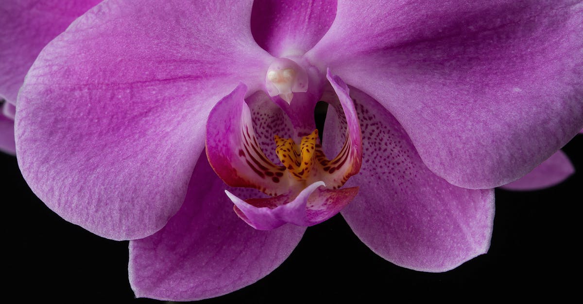 生活:芝加哥植物園年度蘭花展 寒冬中繽紛登場