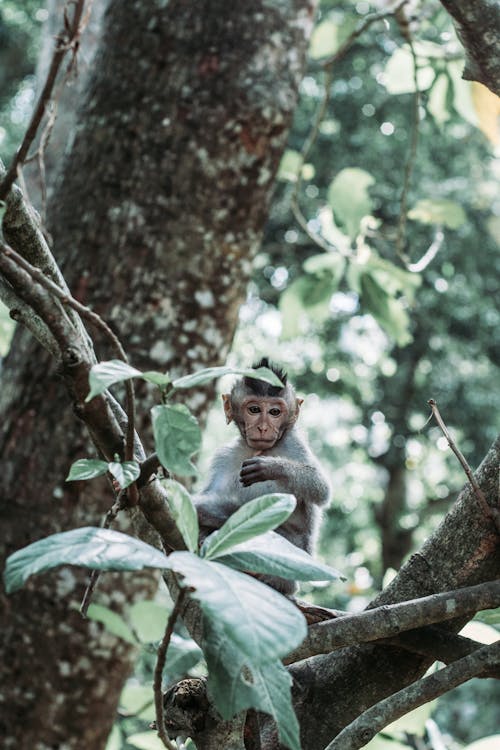 ağaç, bali, bebek maymun içeren Ücretsiz stok fotoğraf