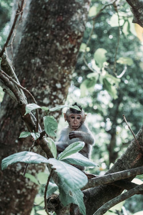 Baby Monkey Holding on the Tree Branch 