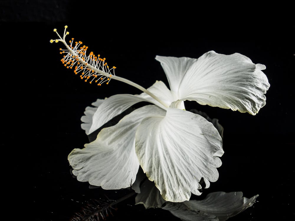 Kostenlos Makrofotografie Der Weißen Blume Stock-Foto