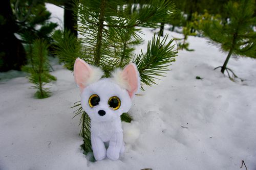 Free stock photo of beanie boo, beanie boos, rainbow charm Stock Photo