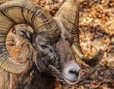 落基山羊角羊在自然环境中的特写，展示了其雄伟的羊角