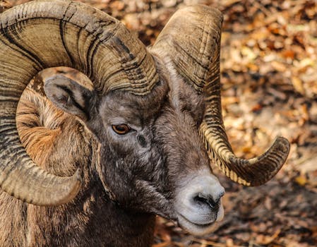 落基山羊角羊在自然环境中的特写，展示了其雄伟的羊角