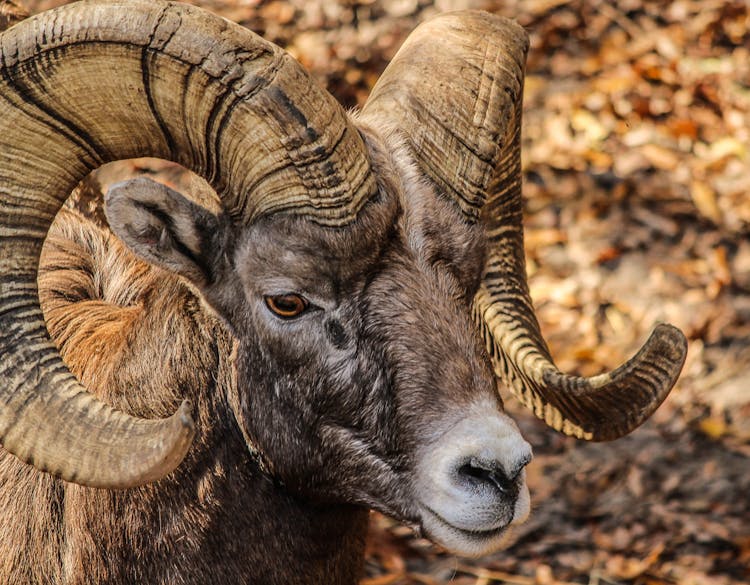 Black And Brown Ram Animal