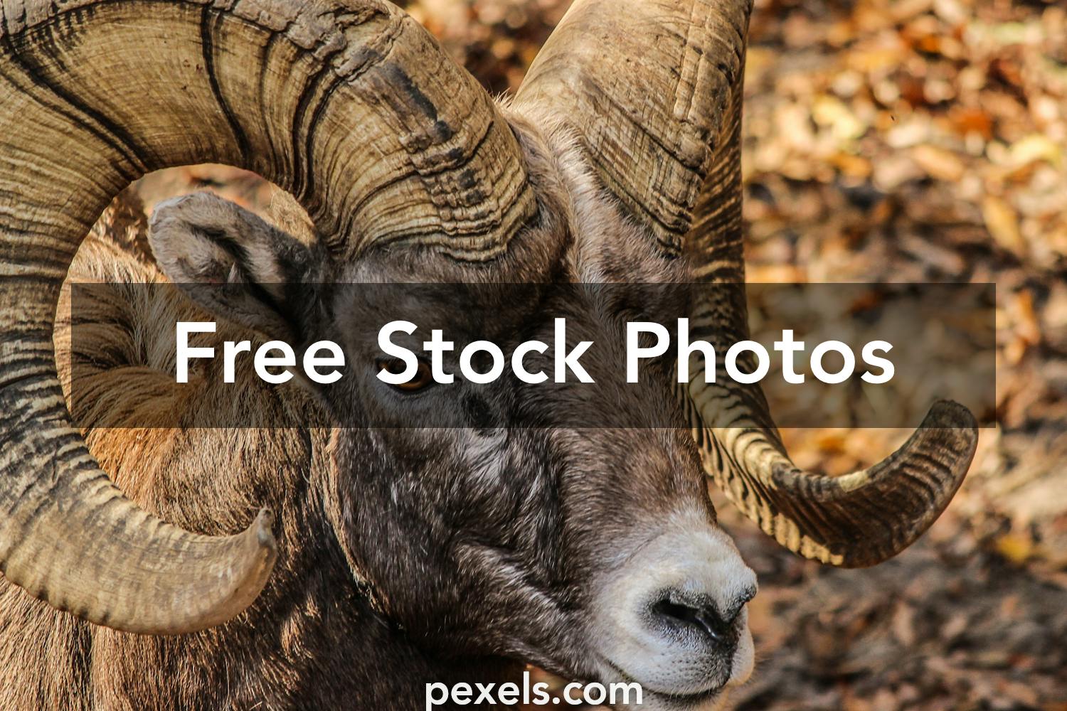Rocky Mountain Bighorn Sheep Photos, Download The BEST Free Rocky Mountain  Bighorn Sheep Stock Photos & HD Images