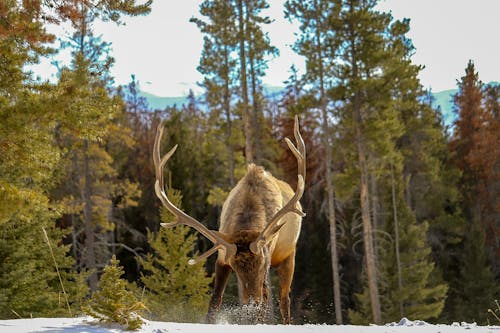 Gratis arkivbilde med Alberta, dyreliv, wapiti