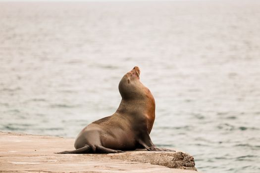 A Galapagos sea lion rests on the rocky shoreline in Ecuador, facing the ocean.