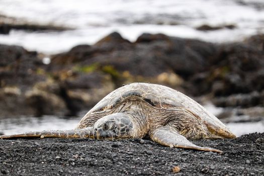 Green sea turtle resting on a black sand beach in Hawaii. Captured during daytime with ocean in the background.