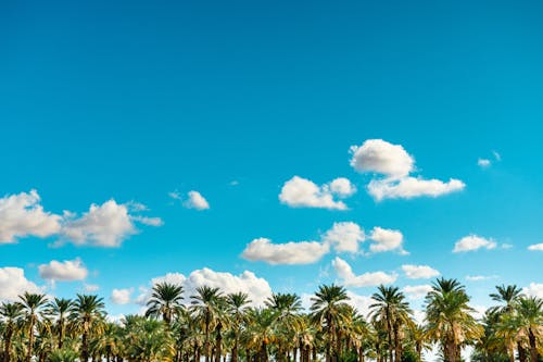 Palm Trees Under Blue Sky