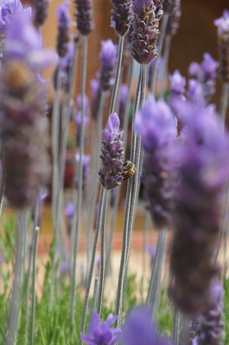 A Honey Bee Feeding On A Lavandula Flower Nectar