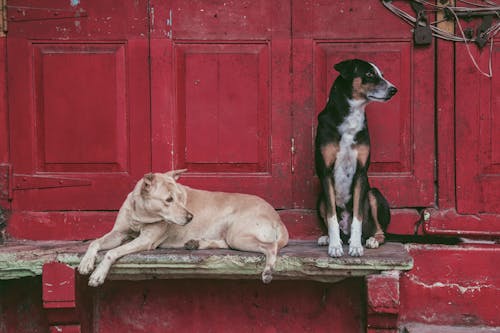 Free stock photo of big dog, black dog, brown dog Stock Photo