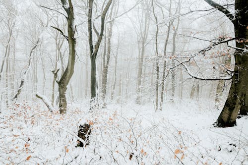 grátis Foto profissional grátis de árvores nuas, clima, com frio Foto profissional